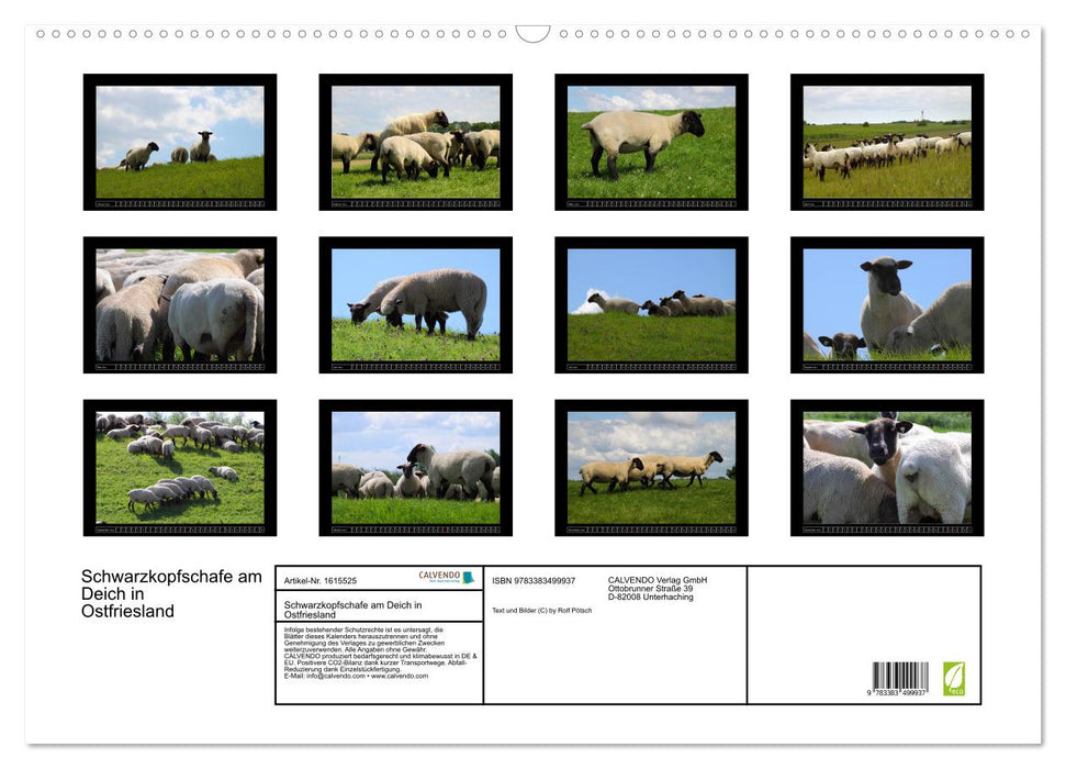 Black-headed sheep on the dike in East Frisia (CALVENDO wall calendar 2024) 