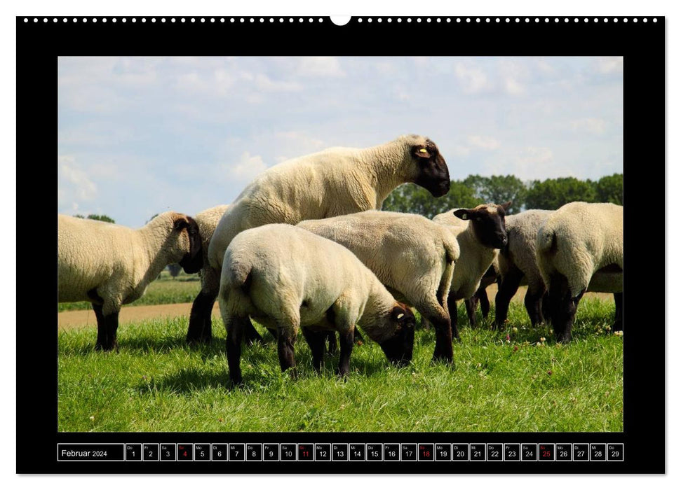 Black-headed sheep on the dike in East Frisia (CALVENDO wall calendar 2024) 