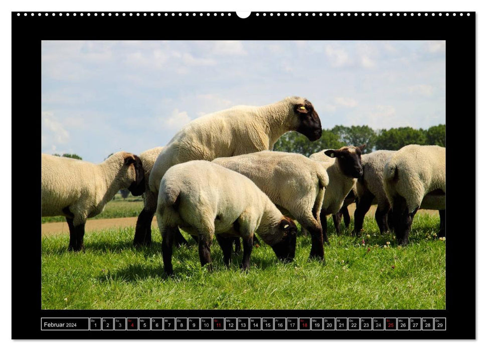 Schwarzkopfschafe am Deich in Ostfriesland (CALVENDO Wandkalender 2024)