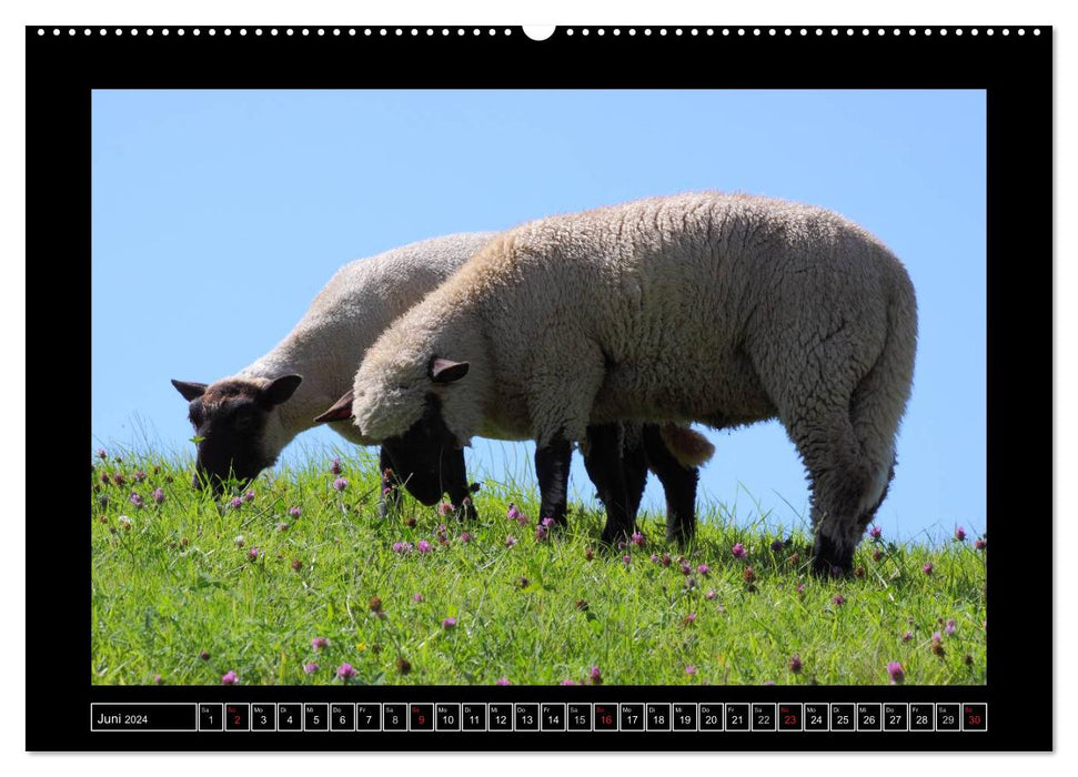 Schwarzkopfschafe am Deich in Ostfriesland (CALVENDO Wandkalender 2024)