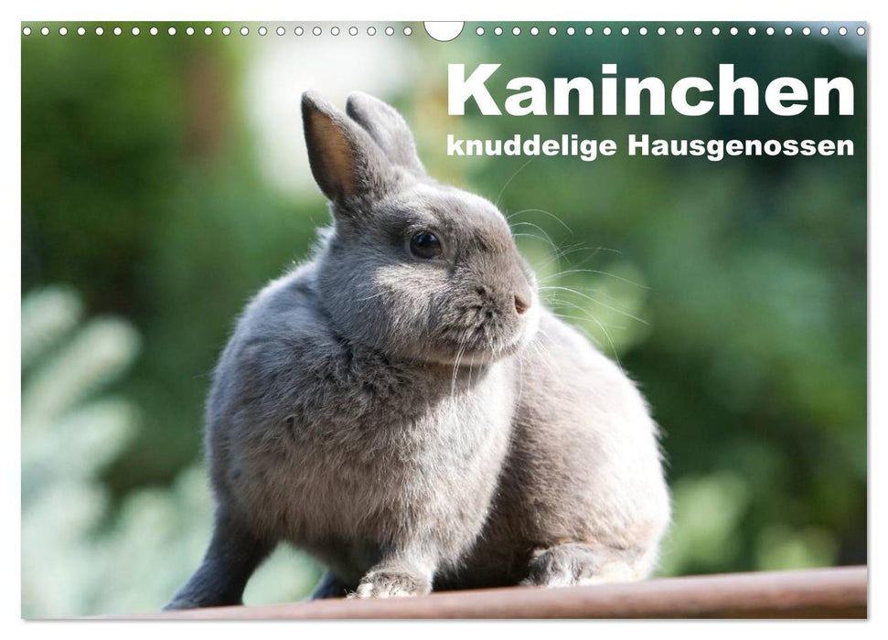 Kaninchen - knuddelige Hausgenossen (CALVENDO Wandkalender 2024)