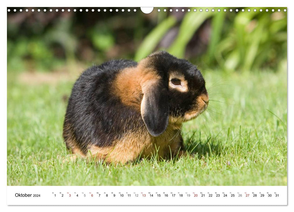 Kaninchen - knuddelige Hausgenossen (CALVENDO Wandkalender 2024)