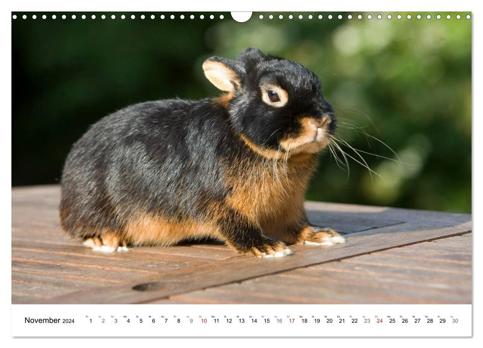 Lapins - colocataires câlins (Calendrier mural CALVENDO 2024) 