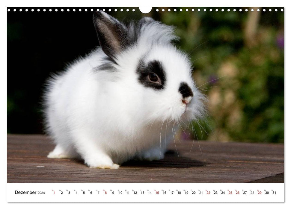 Rabbits - cuddly housemates (CALVENDO wall calendar 2024) 