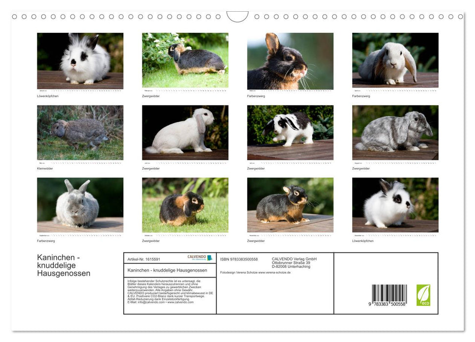 Rabbits - cuddly housemates (CALVENDO wall calendar 2024) 