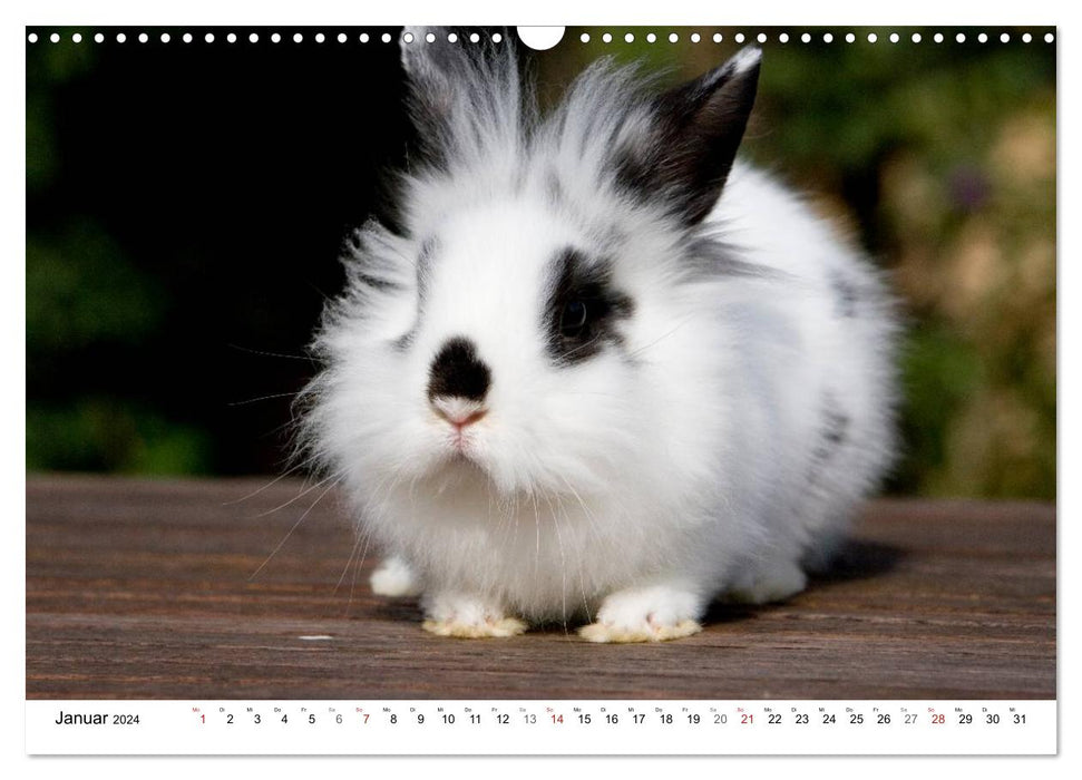 Rabbits - cuddly housemates (CALVENDO wall calendar 2024) 