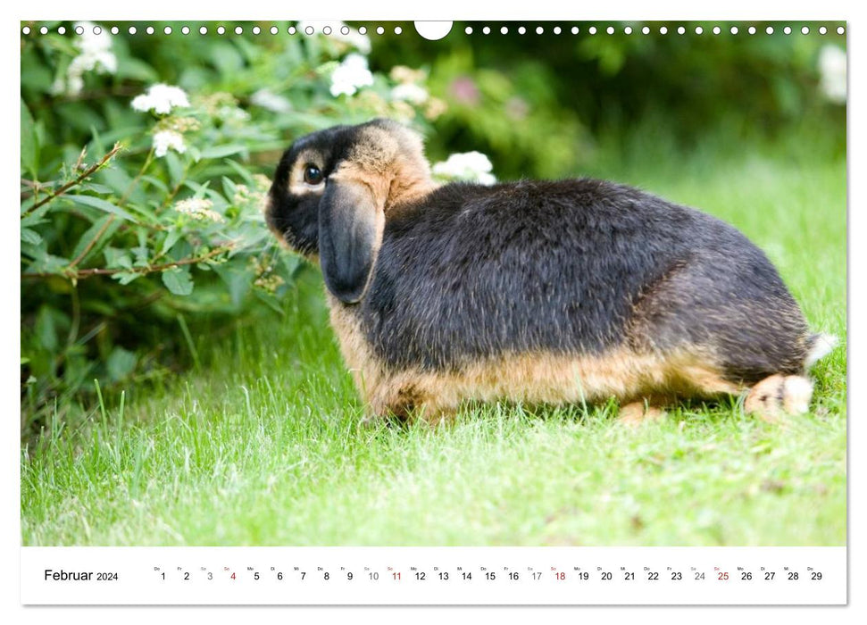 Kaninchen - knuddelige Hausgenossen (CALVENDO Wandkalender 2024)