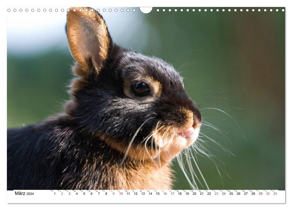 Kaninchen - knuddelige Hausgenossen (CALVENDO Wandkalender 2024)