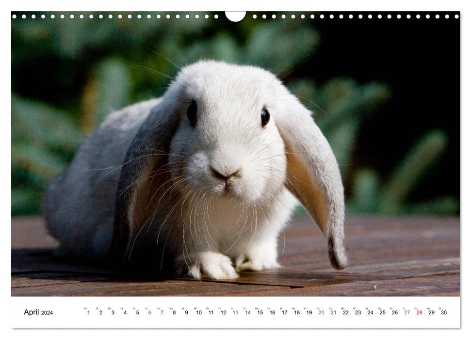 Rabbits - cuddly housemates (CALVENDO wall calendar 2024) 