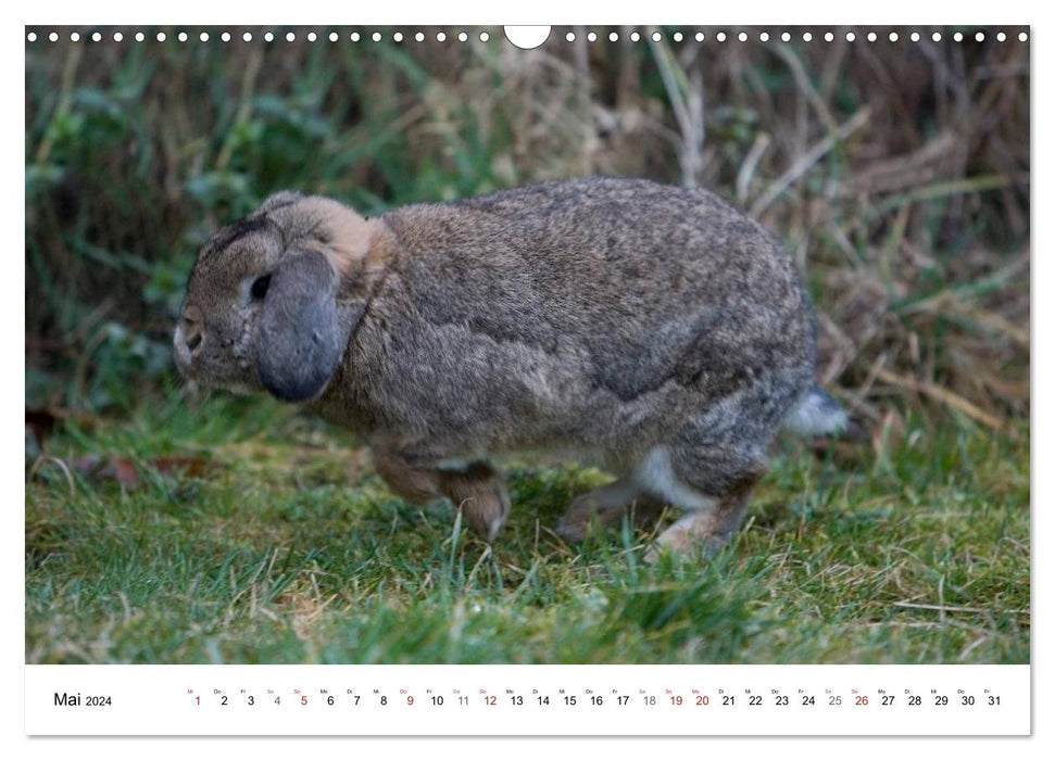 Lapins - colocataires câlins (Calendrier mural CALVENDO 2024) 