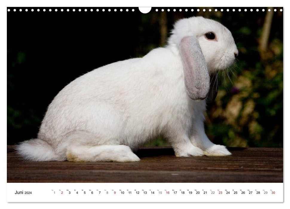 Rabbits - cuddly housemates (CALVENDO wall calendar 2024) 