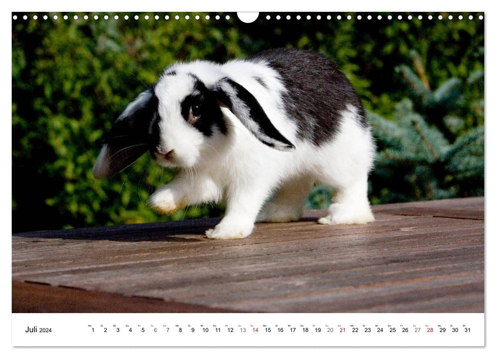 Kaninchen - knuddelige Hausgenossen (CALVENDO Wandkalender 2024)