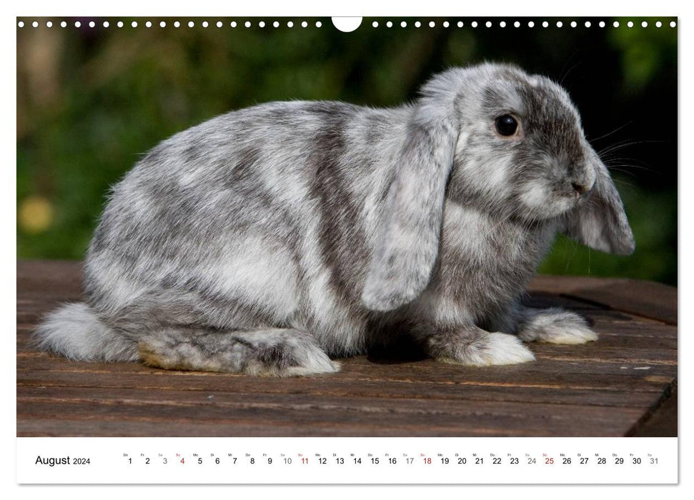 Rabbits - cuddly housemates (CALVENDO wall calendar 2024) 