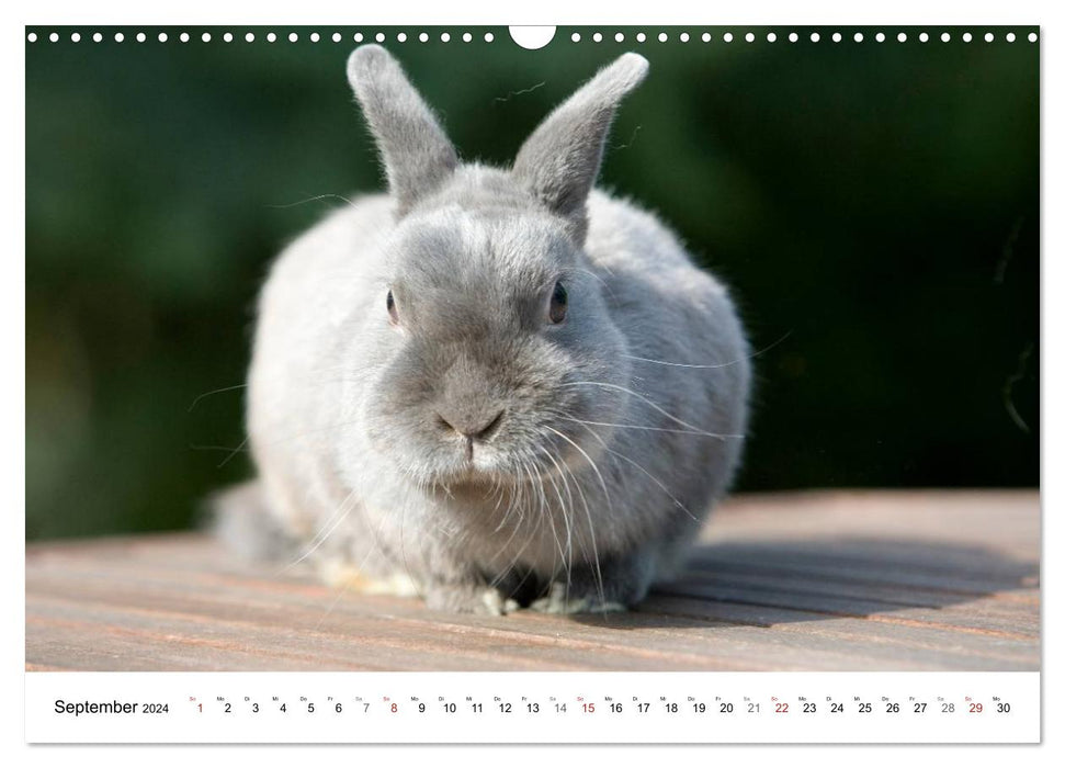 Kaninchen - knuddelige Hausgenossen (CALVENDO Wandkalender 2024)