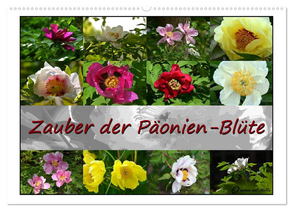 Zauber der Päonien-Blüte (CALVENDO Wandkalender 2024)