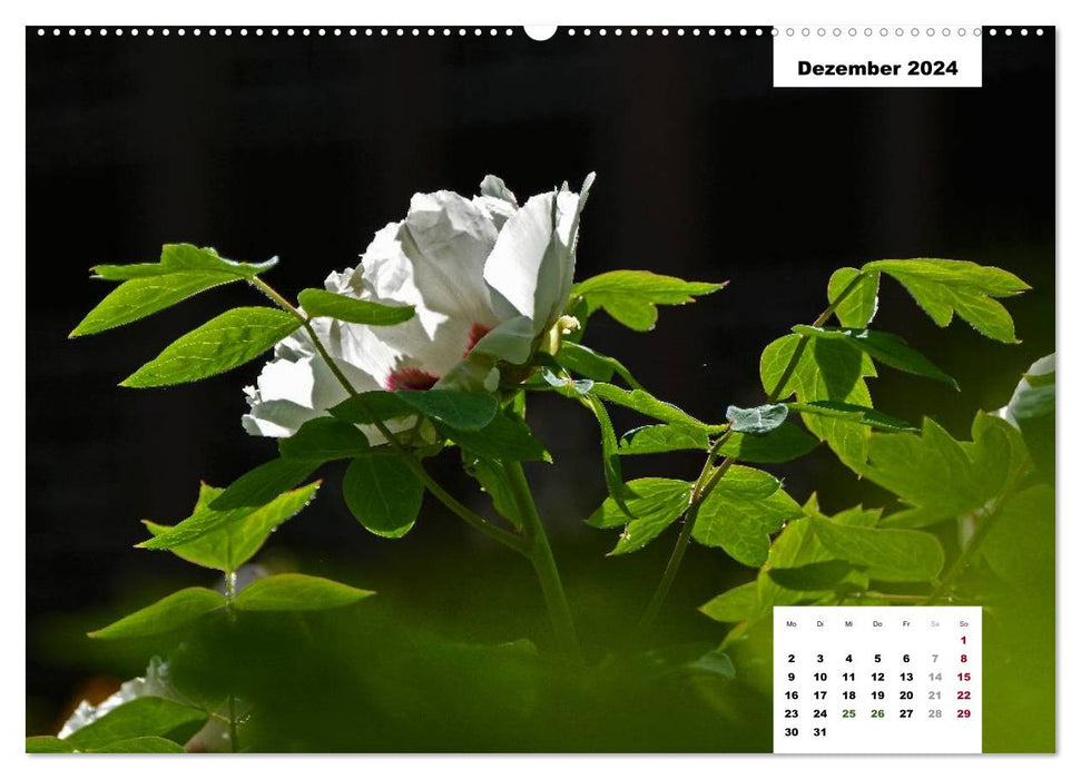 Magic of the peony blossom (CALVENDO wall calendar 2024) 