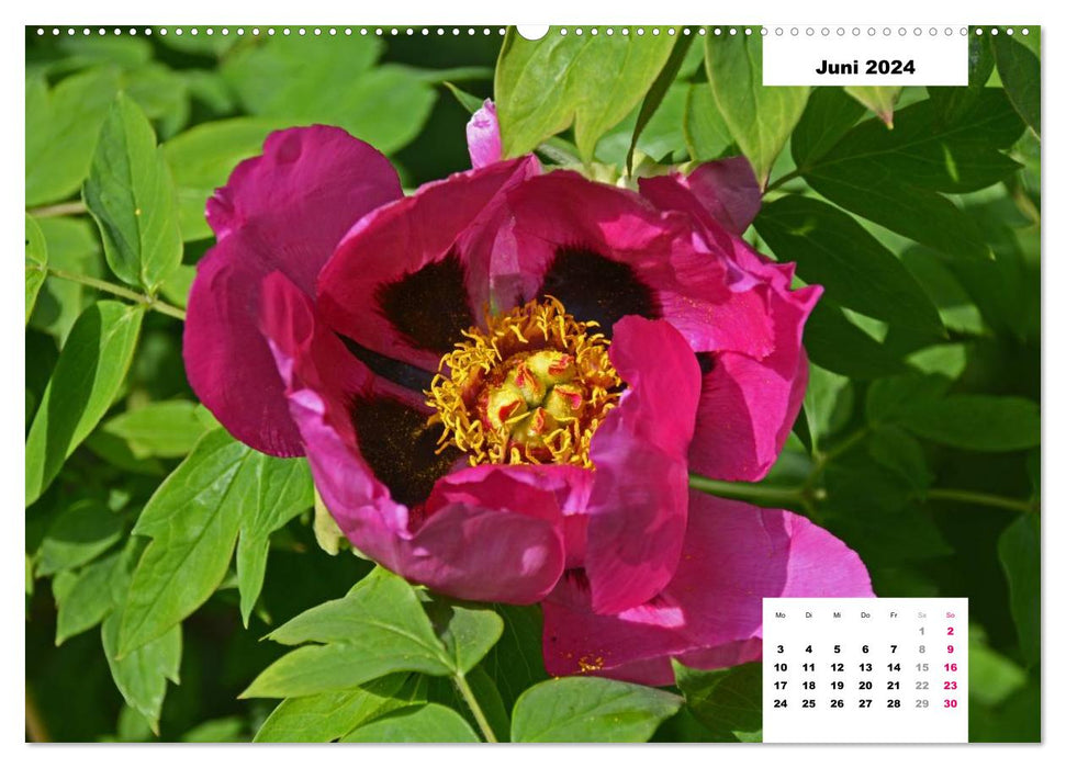 Magic of the peony blossom (CALVENDO wall calendar 2024) 