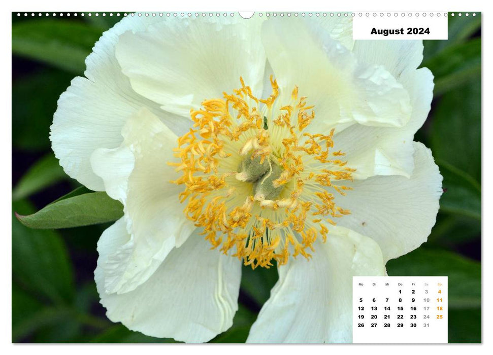Zauber der Päonien-Blüte (CALVENDO Wandkalender 2024)