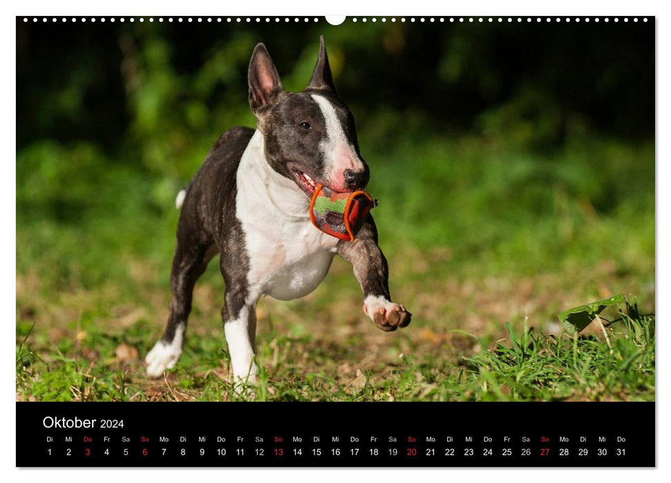 Dogs - loyal friends for life (CALVENDO wall calendar 2024) 