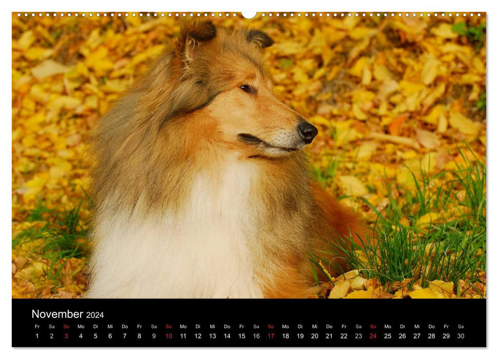 Dogs - loyal friends for life (CALVENDO wall calendar 2024) 