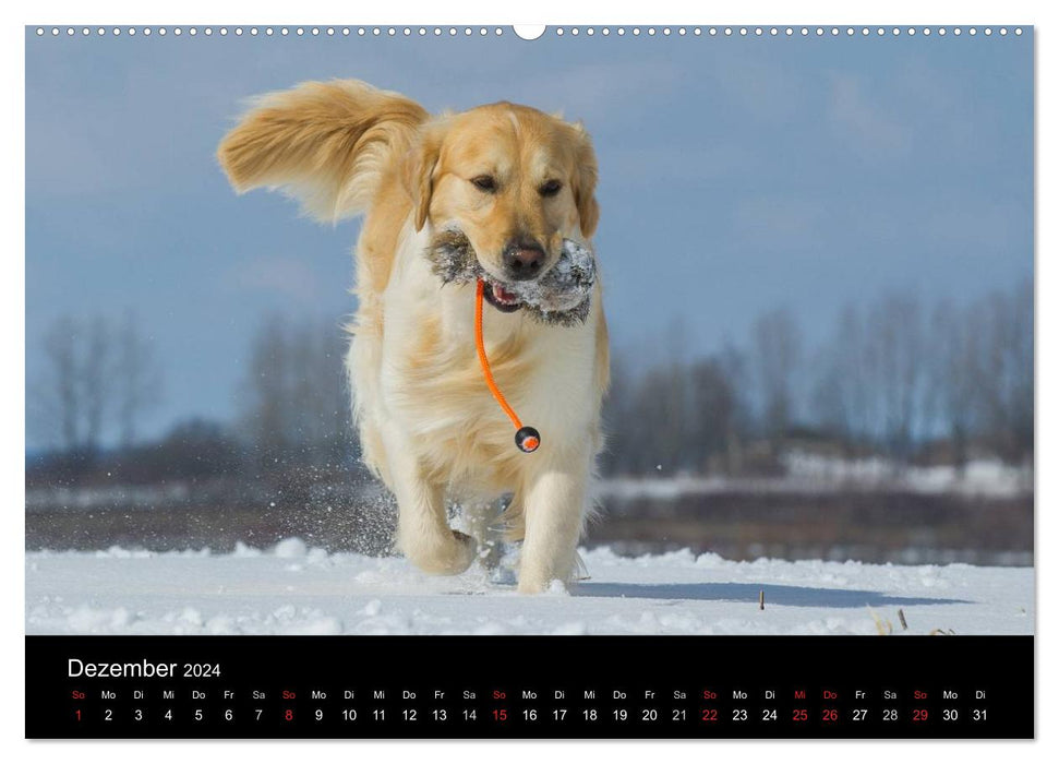 Hunde - Treue Freunde für´s Leben (CALVENDO Wandkalender 2024)