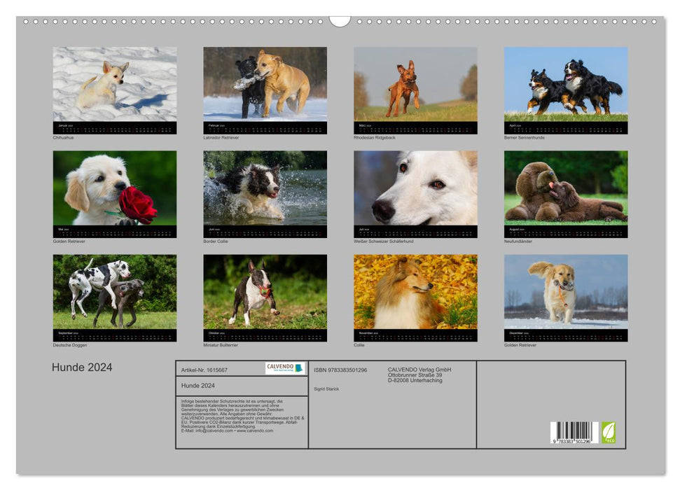 Dogs - loyal friends for life (CALVENDO wall calendar 2024) 