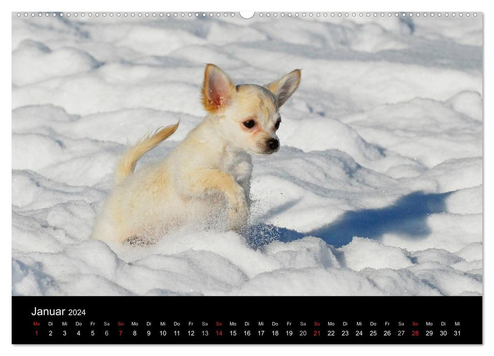 Hunde - Treue Freunde für´s Leben (CALVENDO Wandkalender 2024)