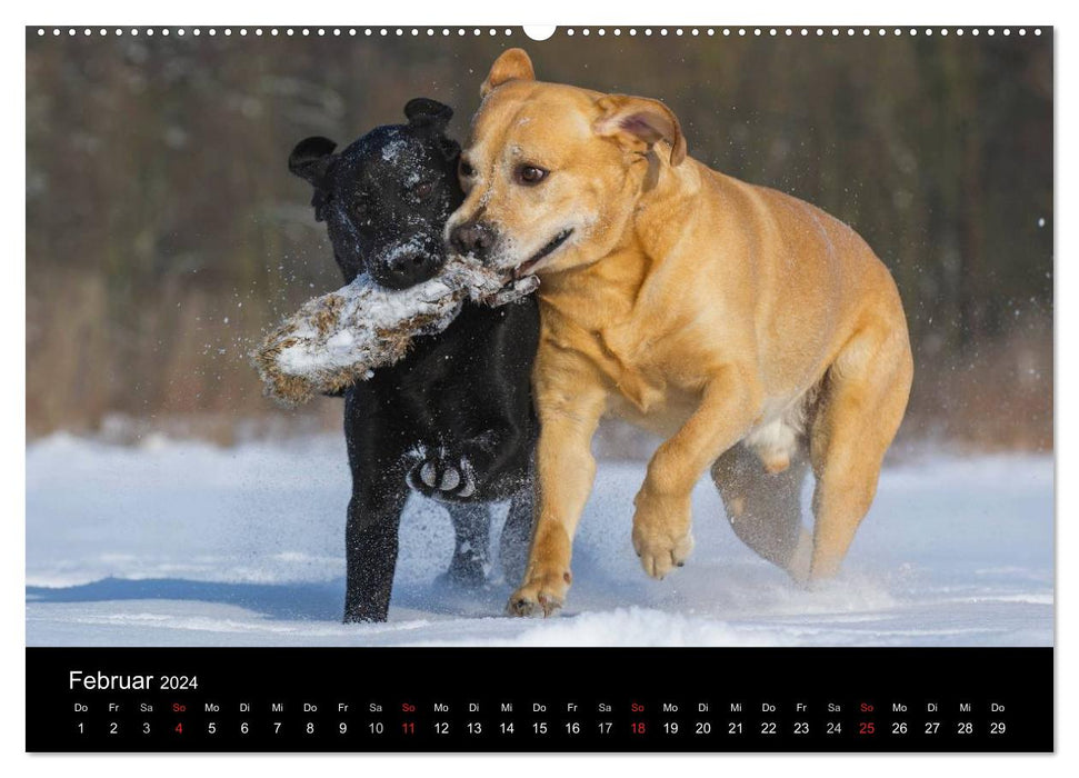 Dogs - loyal friends for life (CALVENDO wall calendar 2024) 