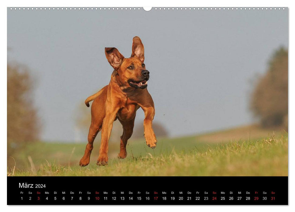 Hunde - Treue Freunde für´s Leben (CALVENDO Wandkalender 2024)