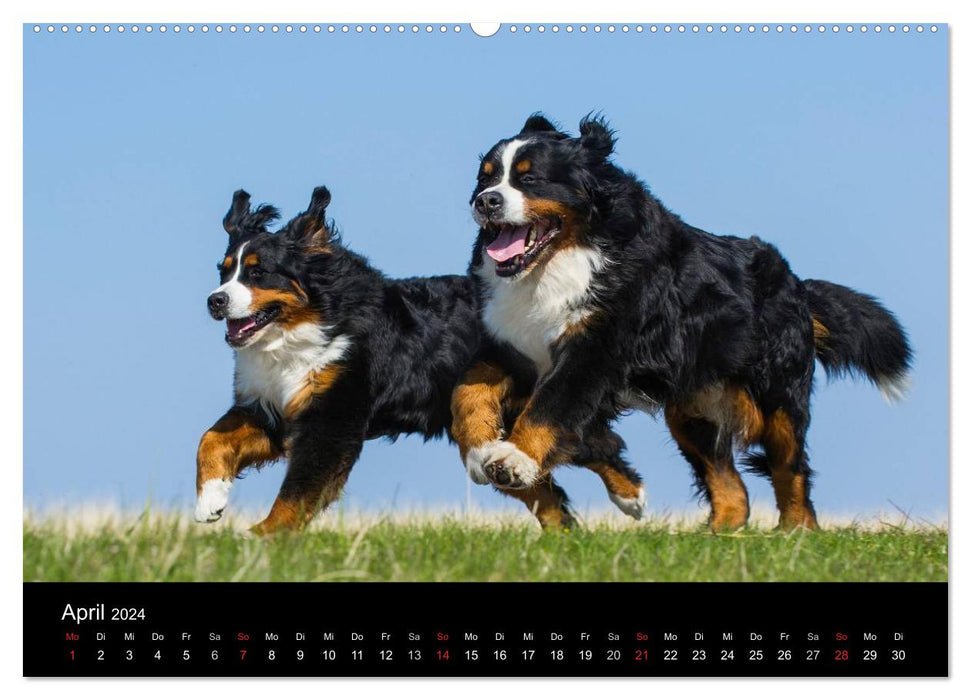 Dogs - loyal friends for life (CALVENDO wall calendar 2024) 