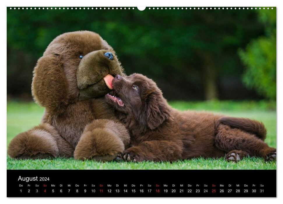 Hunde - Treue Freunde für´s Leben (CALVENDO Wandkalender 2024)