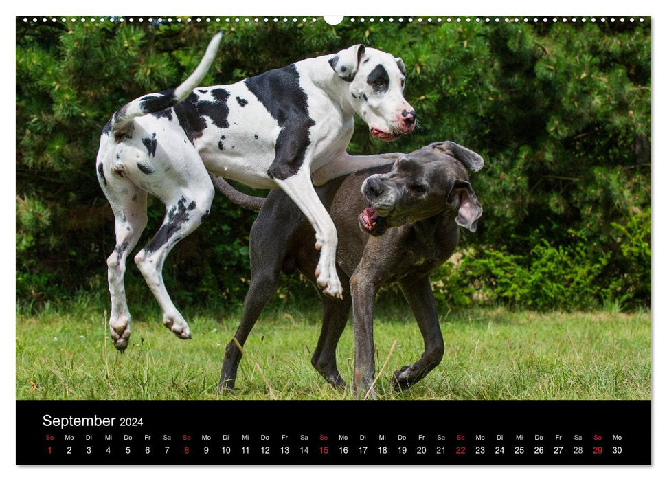 Hunde - Treue Freunde für´s Leben (CALVENDO Wandkalender 2024)