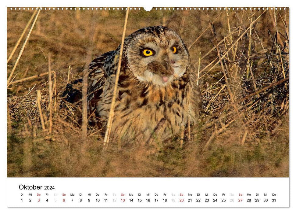 Animals in the Feldmark (CALVENDO Premium Wall Calendar 2024) 