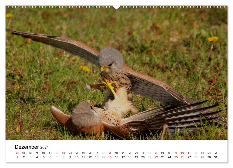 Animals in the Feldmark (CALVENDO Premium Wall Calendar 2024) 