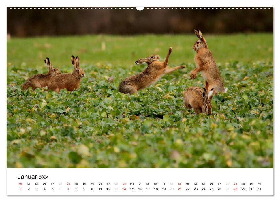 Animals in the Feldmark (CALVENDO Premium Wall Calendar 2024) 