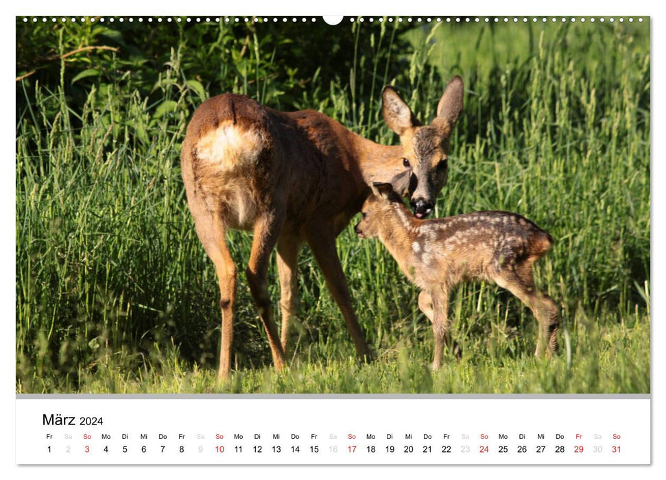 Animals in the Feldmark (CALVENDO Premium Wall Calendar 2024) 