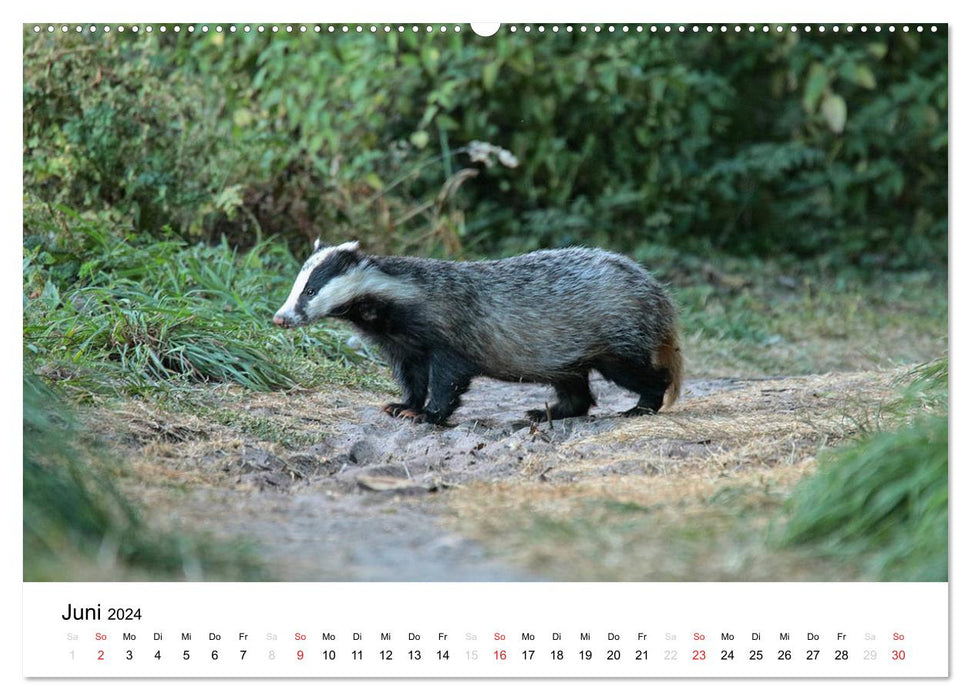 Animals in the Feldmark (CALVENDO Premium Wall Calendar 2024) 