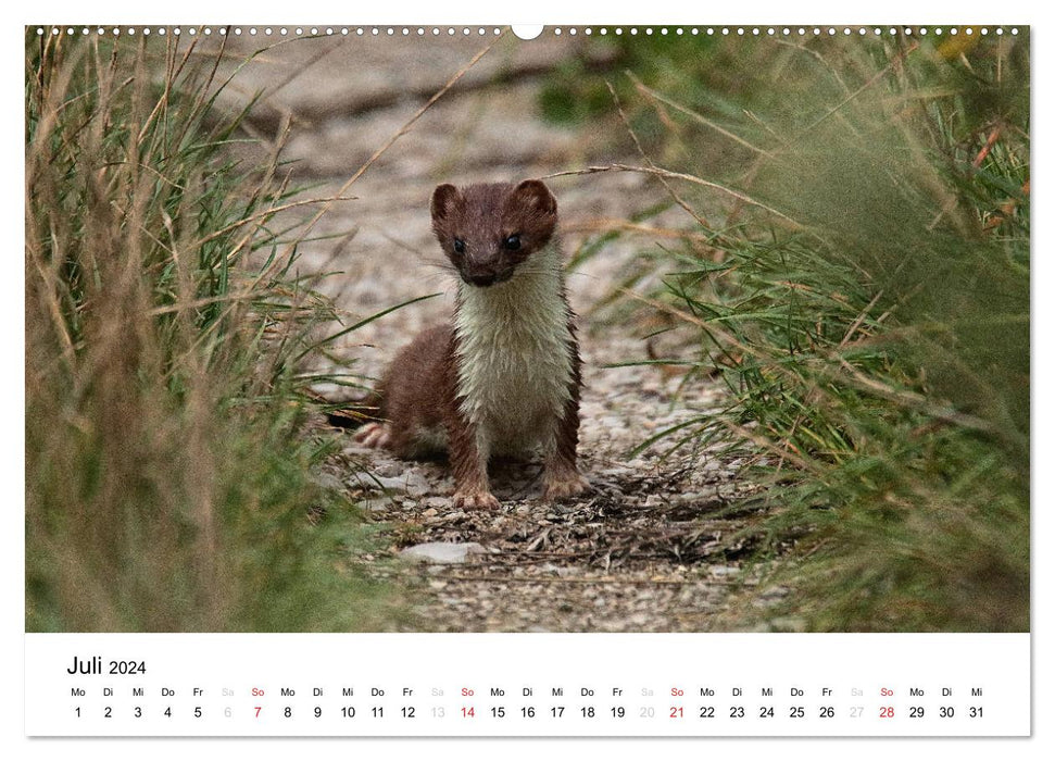 Animals in the Feldmark (CALVENDO Premium Wall Calendar 2024) 