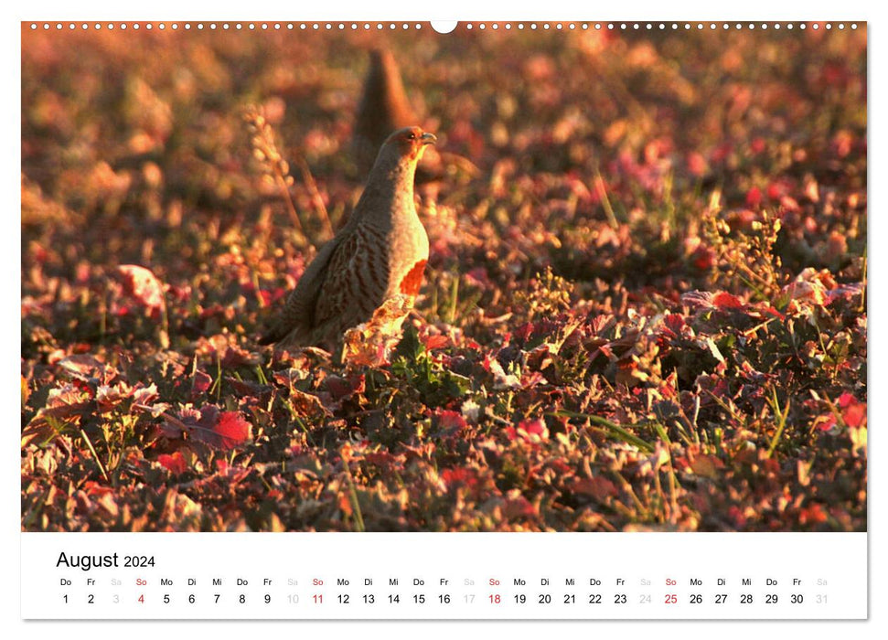 Animals in the Feldmark (CALVENDO Premium Wall Calendar 2024) 