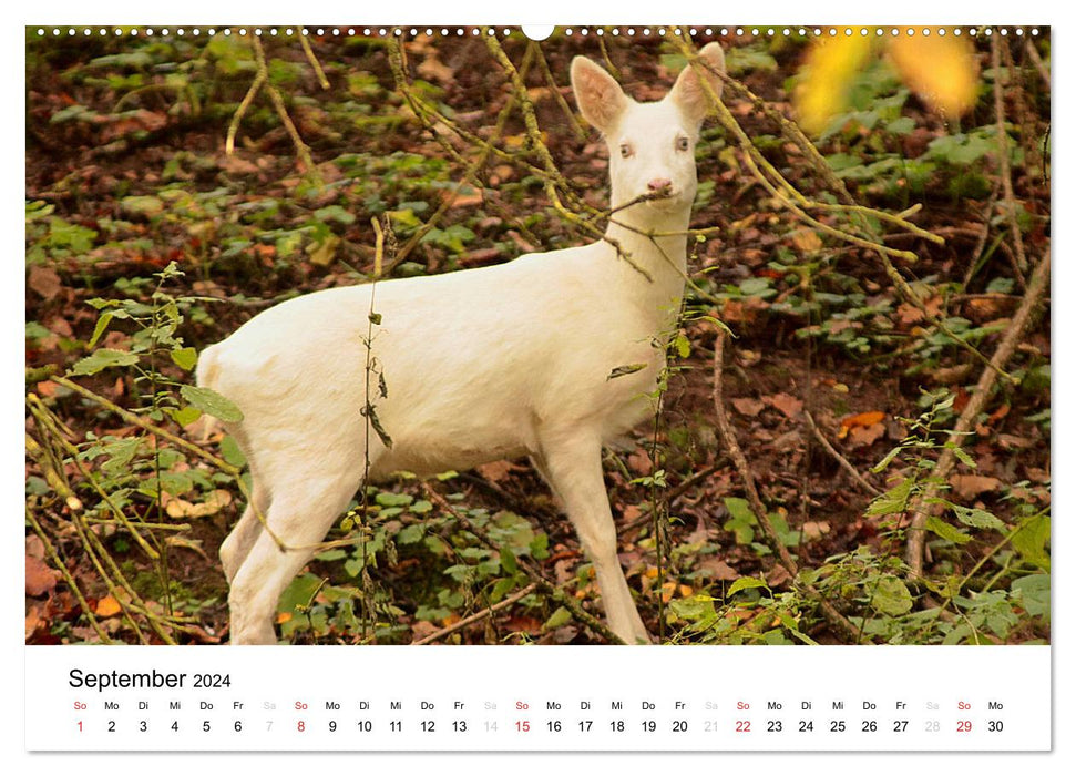 Tiere in der Feldmark (CALVENDO Premium Wandkalender 2024)