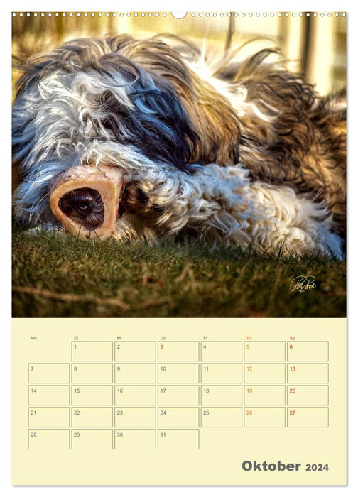PON puppies - every day is a big adventure / planner (CALVENDO wall calendar 2024) 