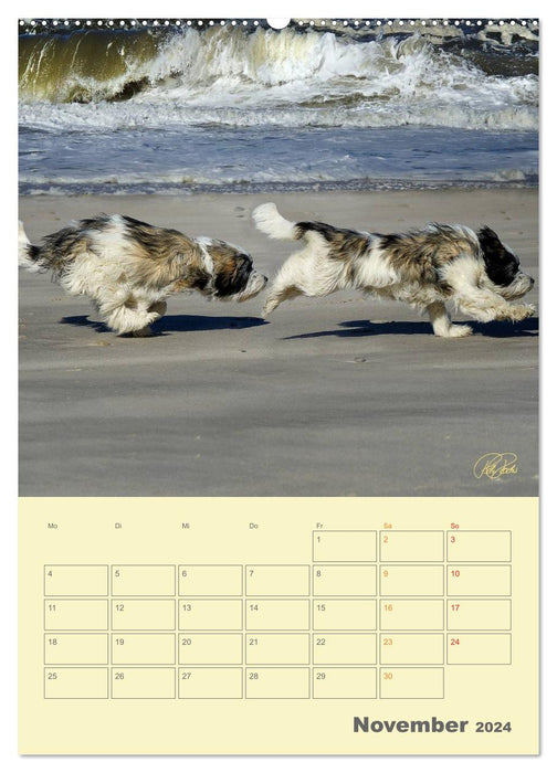 PON puppies - every day is a big adventure / planner (CALVENDO wall calendar 2024) 