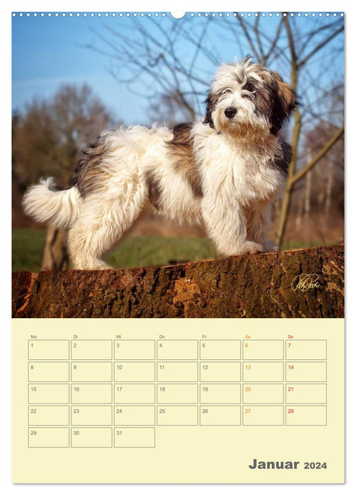 PON puppies - every day is a big adventure / planner (CALVENDO wall calendar 2024) 