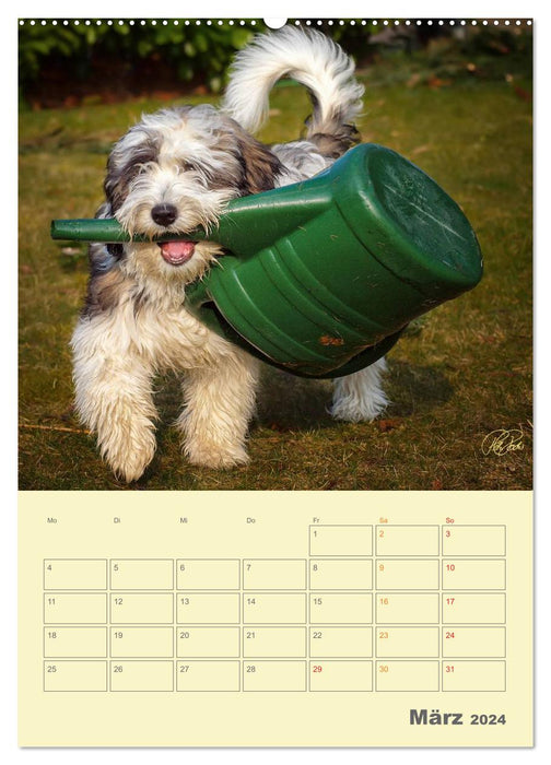 PON puppies - every day is a big adventure / planner (CALVENDO wall calendar 2024) 