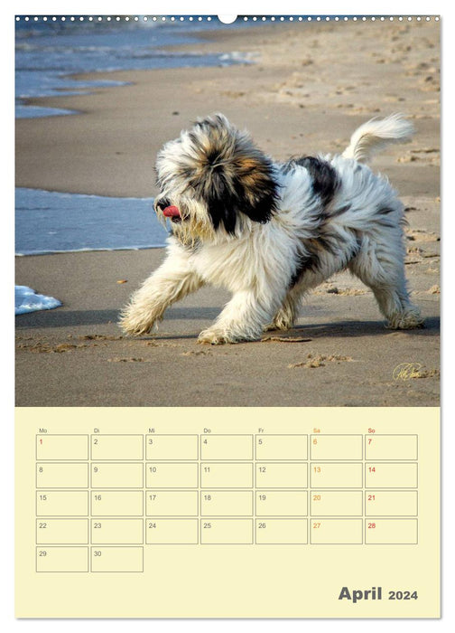 PON puppies - every day is a big adventure / planner (CALVENDO wall calendar 2024) 