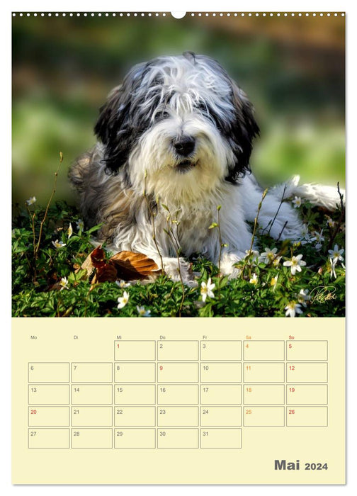 PON puppies - every day is a big adventure / planner (CALVENDO wall calendar 2024) 