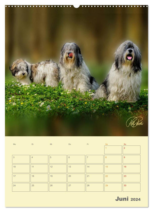 PON puppies - every day is a big adventure / planner (CALVENDO wall calendar 2024) 