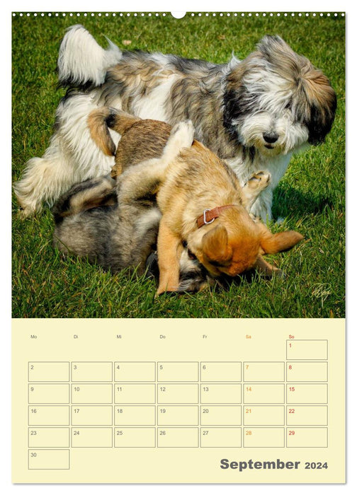 PON puppies - every day is a big adventure / planner (CALVENDO wall calendar 2024) 