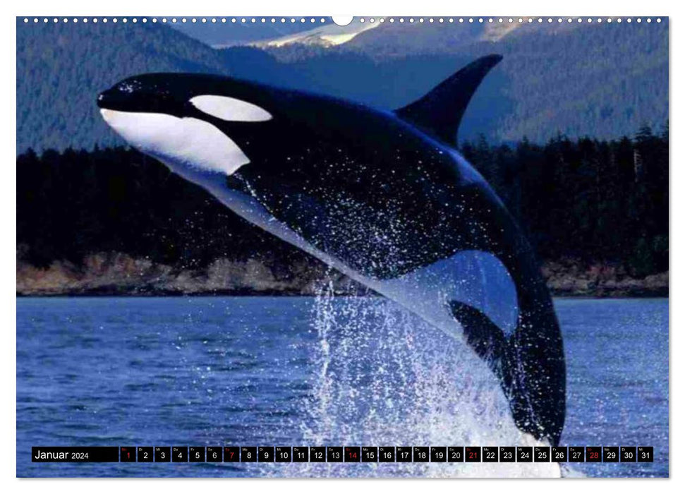 Dauphins et baleines (Calendrier mural CALVENDO Premium 2024) 