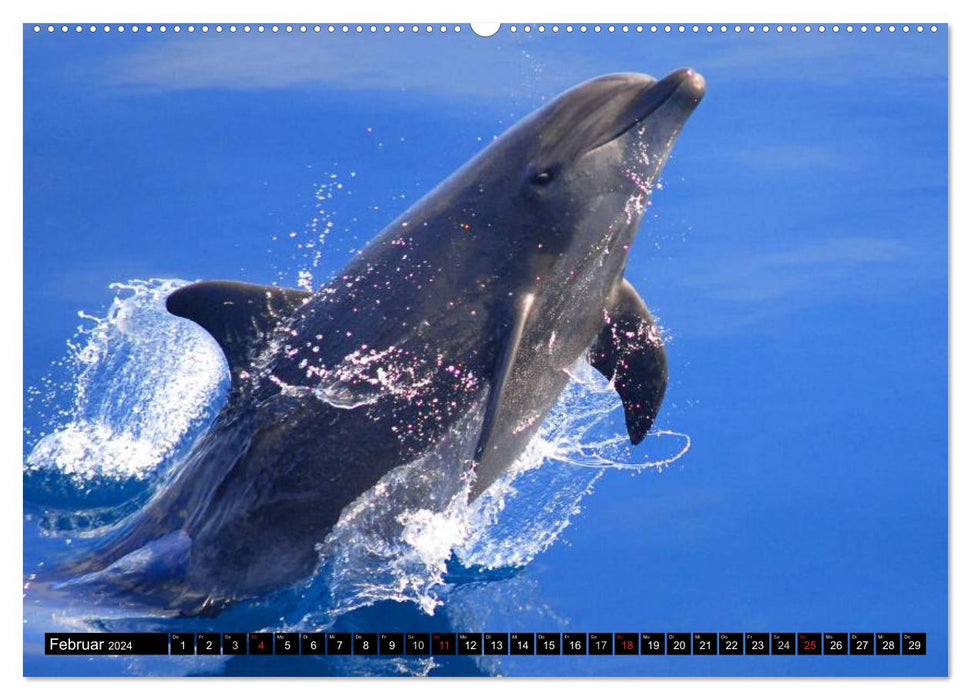 Dauphins et baleines (Calendrier mural CALVENDO Premium 2024) 